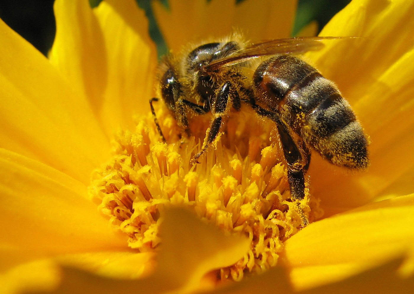 Bee rescue information platform: read, save the bee!