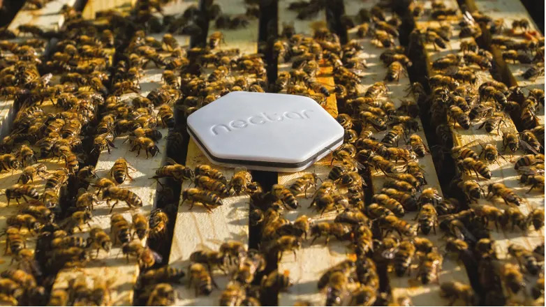 Информационная платформа для спасения пчёл: прочитай, спаси пчелу!
