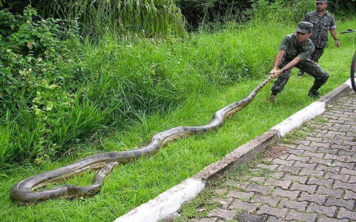   :  Python