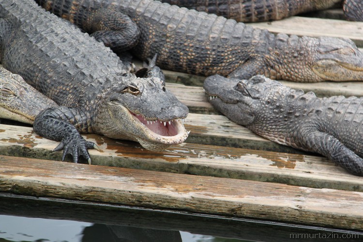 Escort Alligator Houston