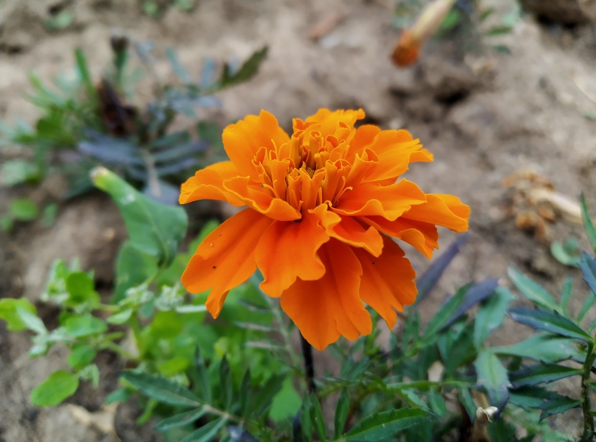     Xiaomi Mi 10 Pro