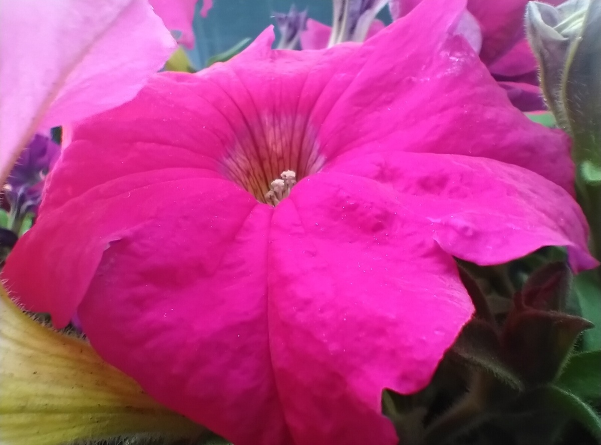     Xiaomi Mi 10 Pro
